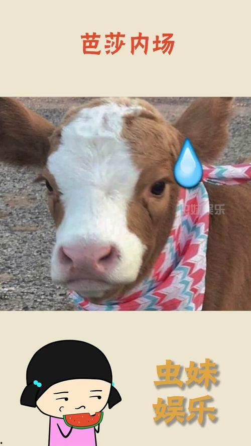 娱乐吃瓜酱和猫,猫与娱乐圈的奇幻冒险